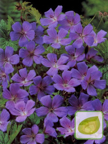 Bodziszek (Geranium) Gravetye