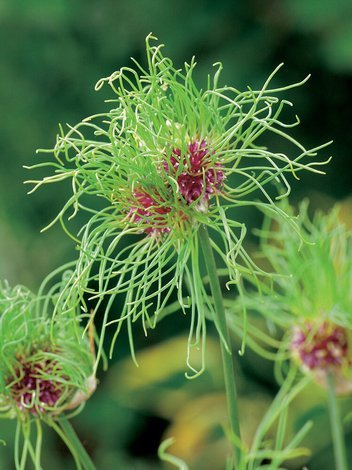 Czosnek (Allium) 'Hair'
