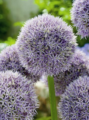 Czosnek (Allium) 'Round and Purple' 1 szt.