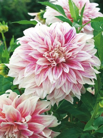 Dalia (Dahlia) 'Ice Cube'