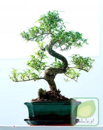 Drzewko Bonsai "Serrisa" 35 cm wysokości w ceramicznej doniczce