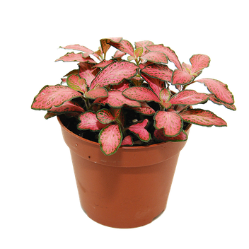 Fitonia Pink Forest Flame
