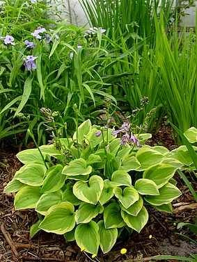 Funkia (Hosta) Golden Tiara