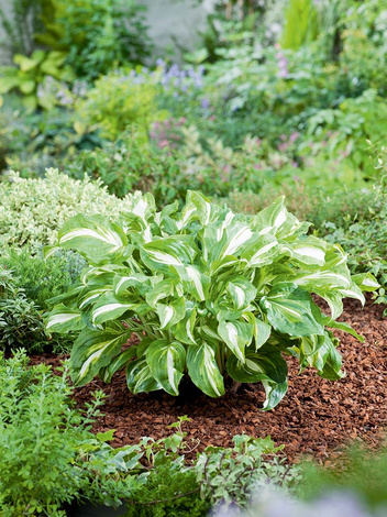 Funkia (Hosta) 'Mediovariegata'