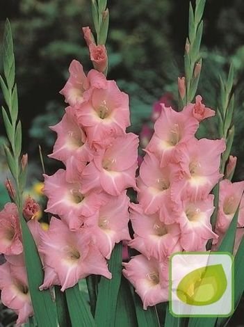 GIGAPAKA Mieczyk (Gladiolus) Rose Supreme
