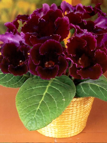 Gloksynia Gloxinia (Sinningia) 'Prince Albert'