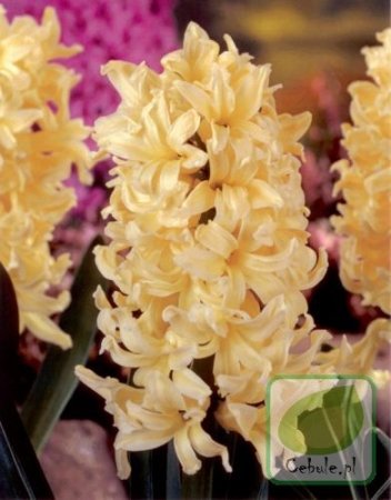 Hiacynt (Hyacinthus) Gipsy Princess 14/15 - 50 szt.