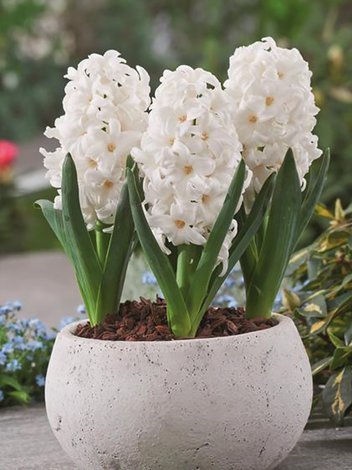 Hiacynt (Hyacinthus) 'Top White'