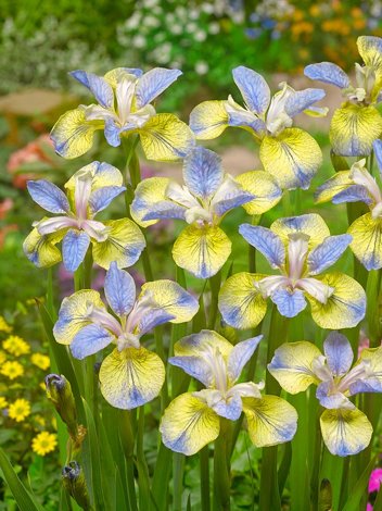 Irys Syberyjski (Iris Siberica) 'Tipped in Blue'