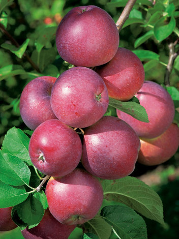 Jabłoń 'Malinowa Oberlandzka' (Malinówka)