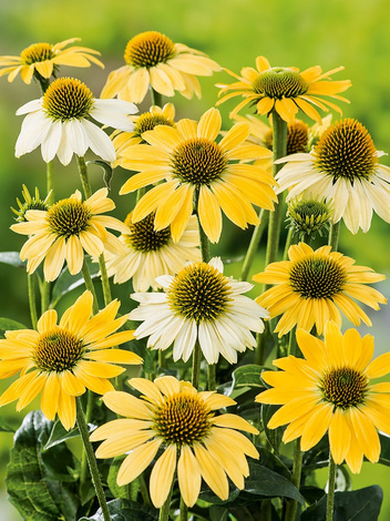 Jeżówka (Echinacea) 'Mellow Yellow'