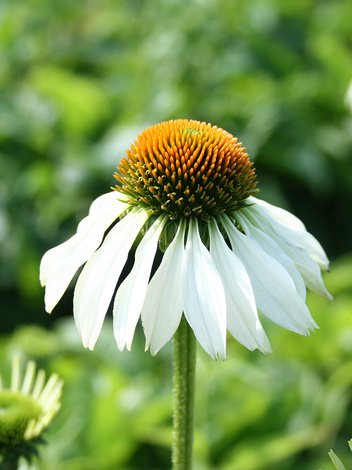 Jeżówka (Echinacea purpurea) 'White Swan'