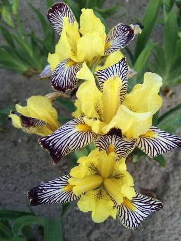 Kosaciec (Iris censation) 'Golden Zebra'