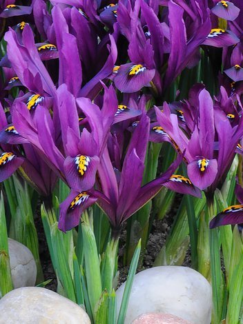 Kosaciec (Iris reticulata) 'Purple Gem' 10 szt.