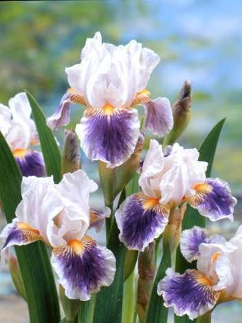 Kosaciec bródkowy (Iris germanica) 'American Patriot'