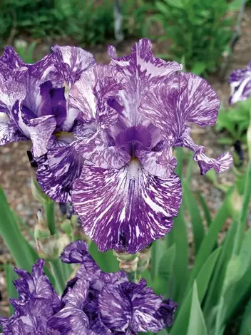 Kosaciec bródkowy (Iris germanica) 'Batik'