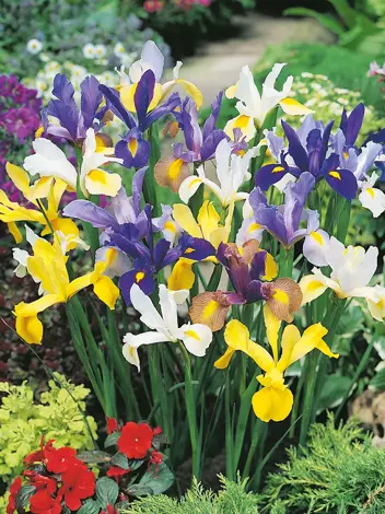 Kosaciec holenderski (Iris hollandica) Mix