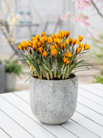 Krokus Botaniczny (Crocus) 'Orange Monarch' 5 szt.