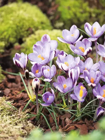 Krokus (Crocus) botaniczny 'Spring Beauty' 10 szt.