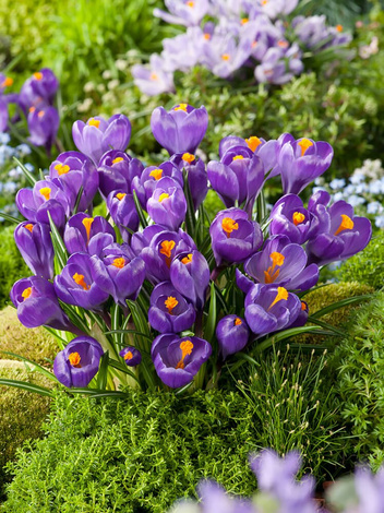 Krokus Wielkokwiatowy (Crocus) 'Flower Record' 10 szt.