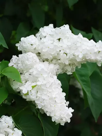 Lilak (Syringa vulgaris) Biały