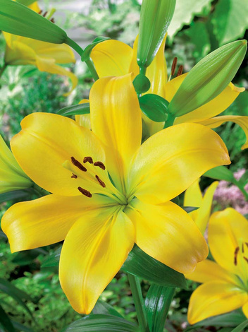 Lilia (Lilium) 'Golden Tycoon'