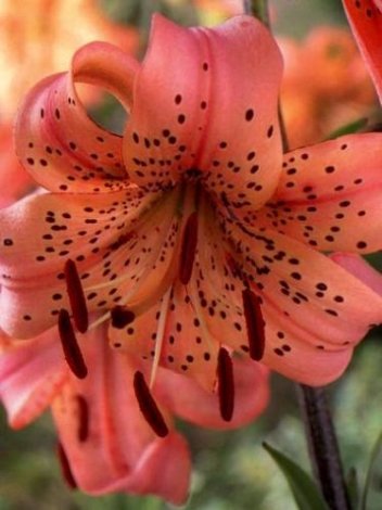 Lilia (Lilium) 'Pink Giant'
