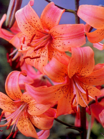 Lilia (Lilium) 'Salmon Tiger' 1 szt.