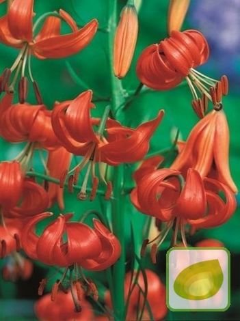 Lilia (Lilium) Tenuifolium