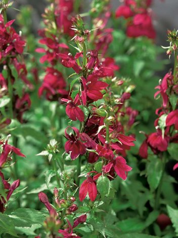 Lobelia (Lobelia cardinalis) 'Crimson Princess'