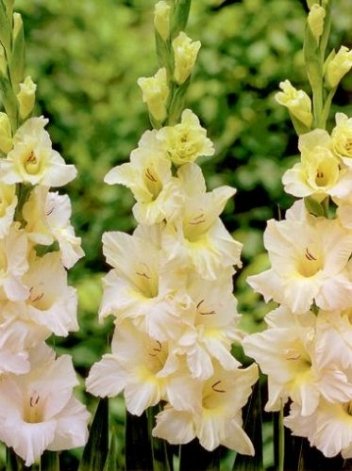 MEGAPAKA Mieczyk (Gladiolus) Ivory Priscilla