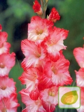 MEGAPAKA Mieczyk (Gladiolus) 'Pink Lady'