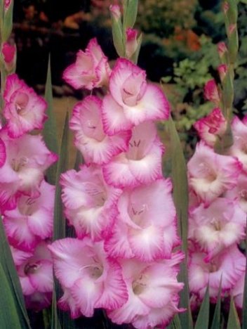 Mieczyk (Gladiolus) Beauty Of Holland