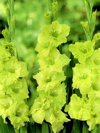 Mieczyk (Gladiolus) Green Star