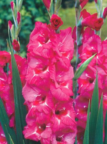 Mieczyk (Gladiolus) Pole Position