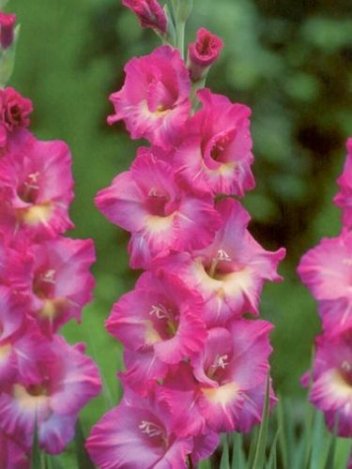 Mieczyk (Gladiolus) Wind Song