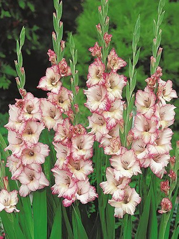 Mieczyk Tani (Gladiolus) 'Priscilla'