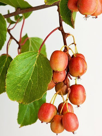 Mini Kiwi (Aktinidia arguta) 'Genewa' Żeńska