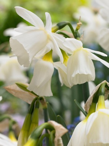 Narcyz Botaniczny (Narcissus) 'Horn of Plenty' 5 szt.
