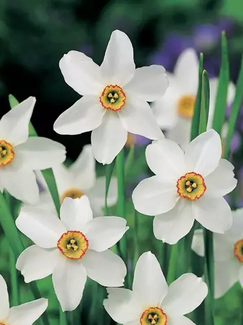 Narcyz Botaniczny (Narcissus) 'Recurvus' 5 szt.