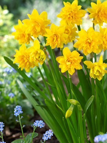 Narcyz Botaniczny (Narcissus) 'Tete Boucle' 5 szt.