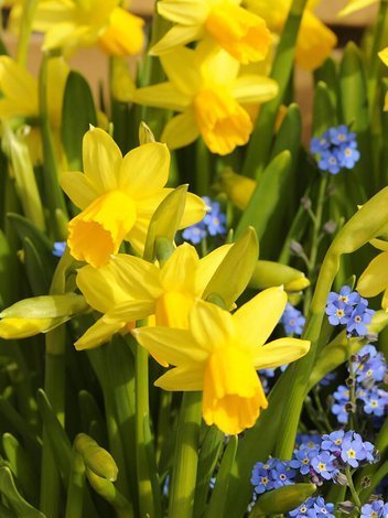 Narcyz Botaniczny (Narcissus) 'Tete a Tete' 5 szt.
