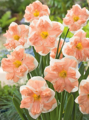 Narcyz (Narcissus) 'Apricot Whirl'