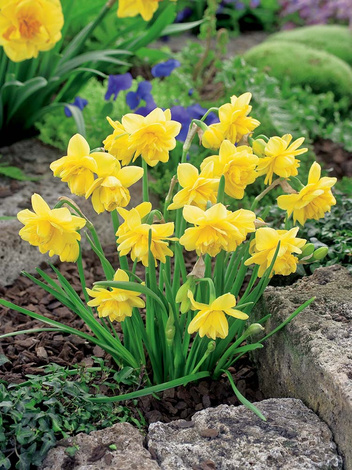 Narcyz Niski (Narcissus) 'Pencrebar' 5 szt.