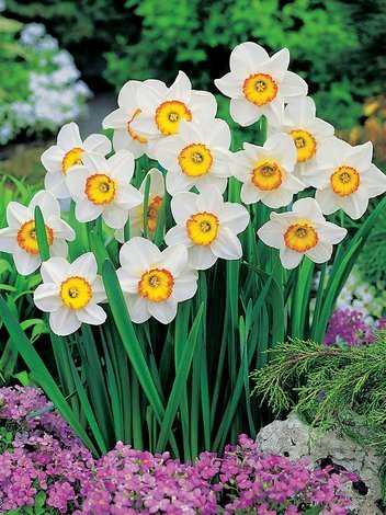 Narcyz Wielkoprzykoronkowy (Narcissus) 'Flower Record' 5 szt.