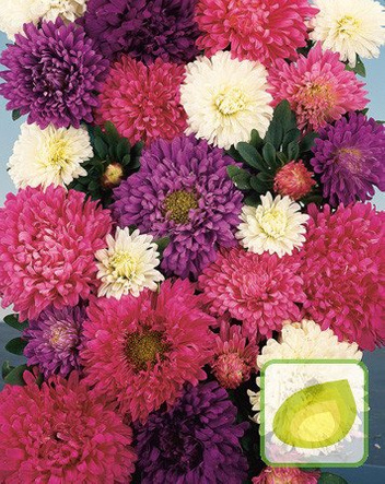 Nasiona Aster Chiński Chryzantemowy Mix Kolorów