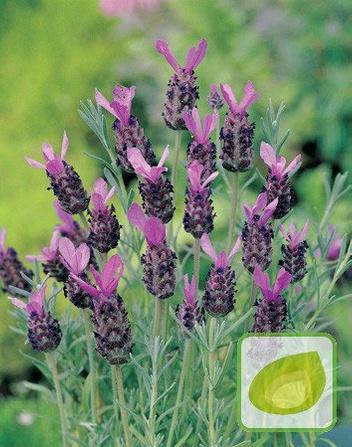 Nasiona Lawenda Francuska - Lavandula