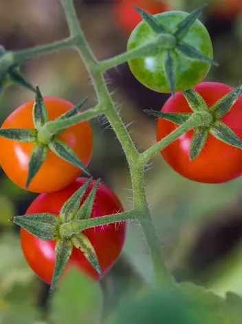 Nasiona Mini Pomidorki Koktajlowe Pomidory Garteneperle