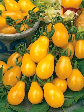 Nasiona Mini Pomidory Żółte Perun 0,2 g