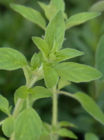 Nasiona Oregano (Origanum vulgare) 